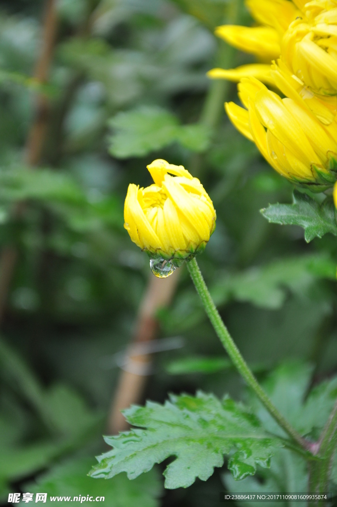 花卉 菊花