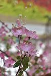 海棠花
