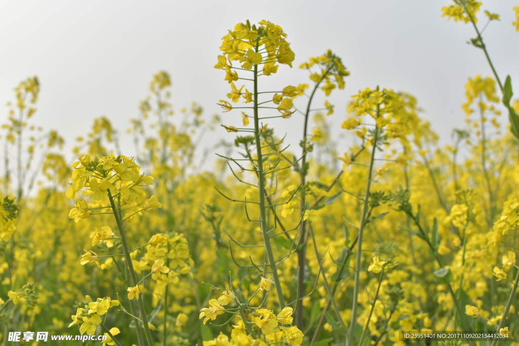 油菜花