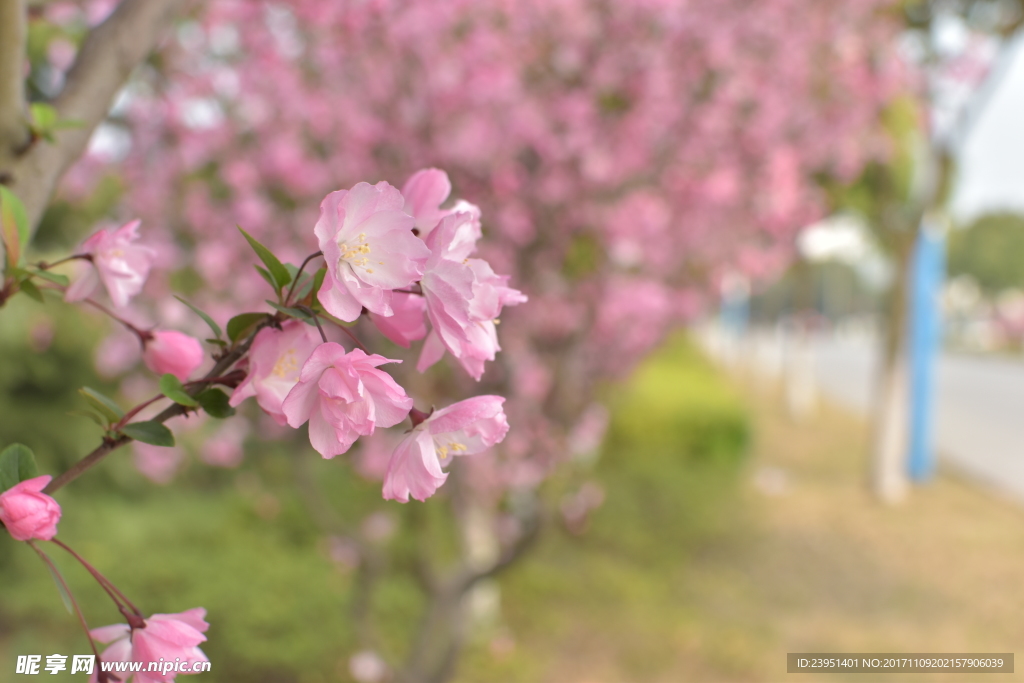 海棠花