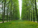 森林 绿色 树木 摄影