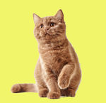 猫咪