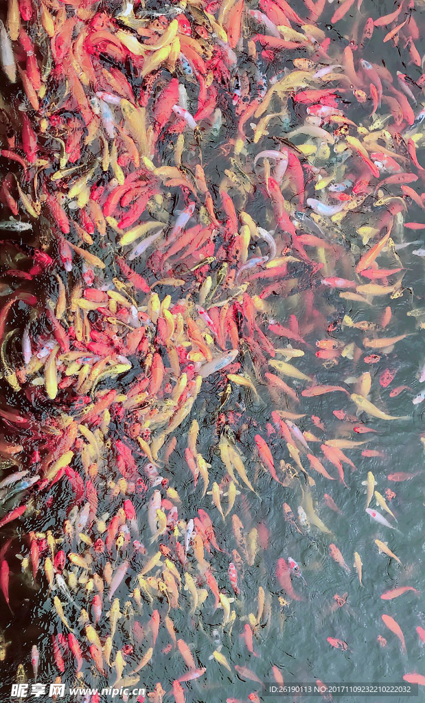 锦鲤 鱼
