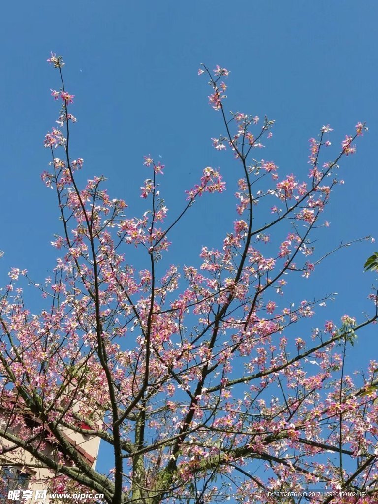 木棉花开