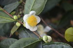 油茶花