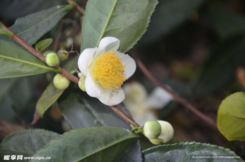 油茶花