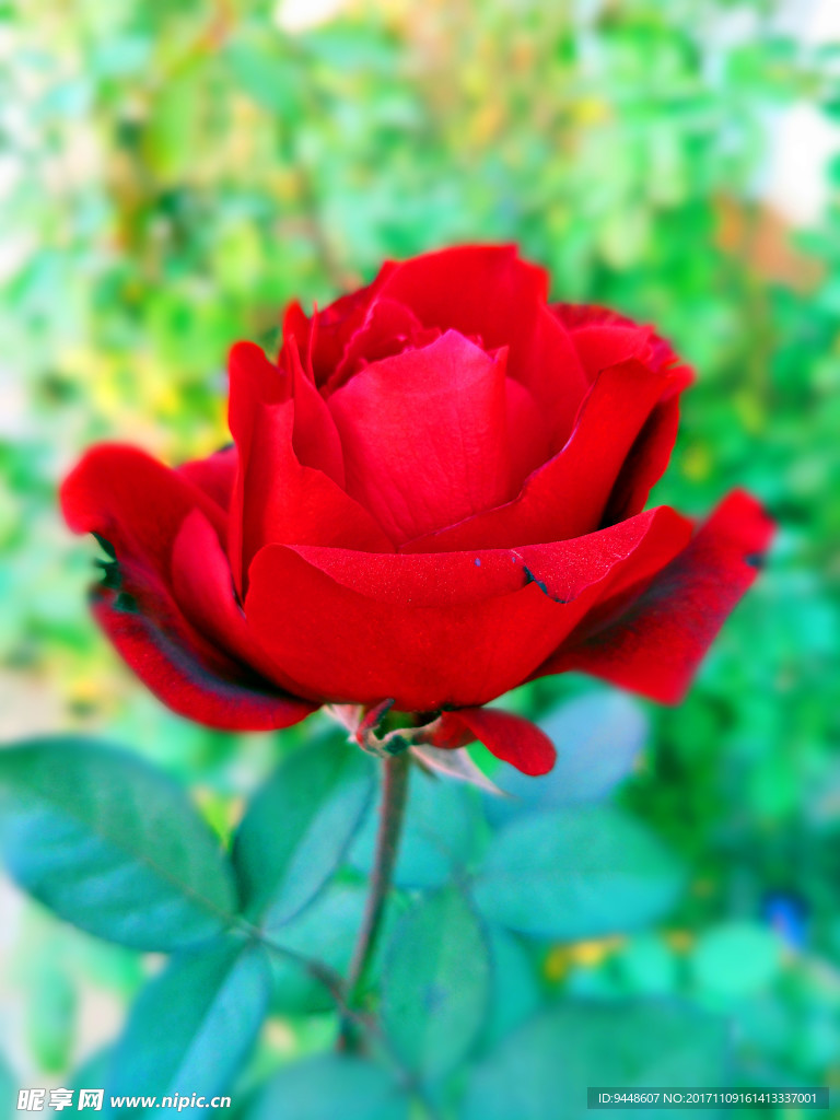 月季花
