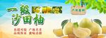 柚子 海报 生鲜 水果