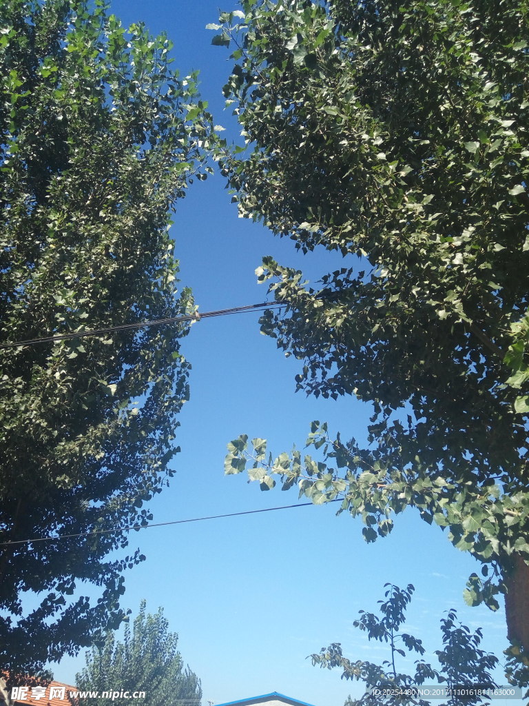 阳光绿树