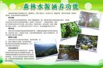 板式设计 森林水源涵养功能