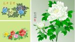 矢量牡丹花