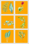 插画叶子 植物 花