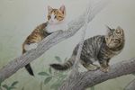 树上猫