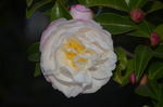 山茶花