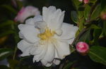 山茶