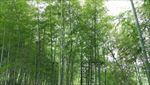 农村山里一片翠绿的竹林