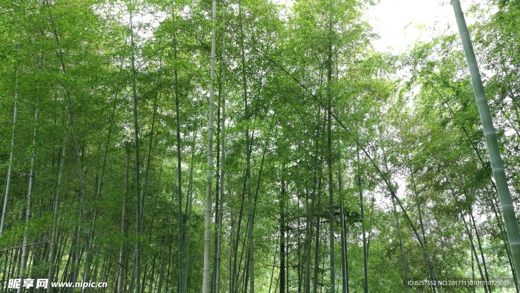 农村山里一片翠绿的竹林
