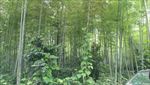 农村大山里的竹林