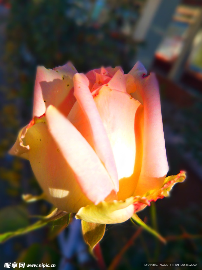 月季花