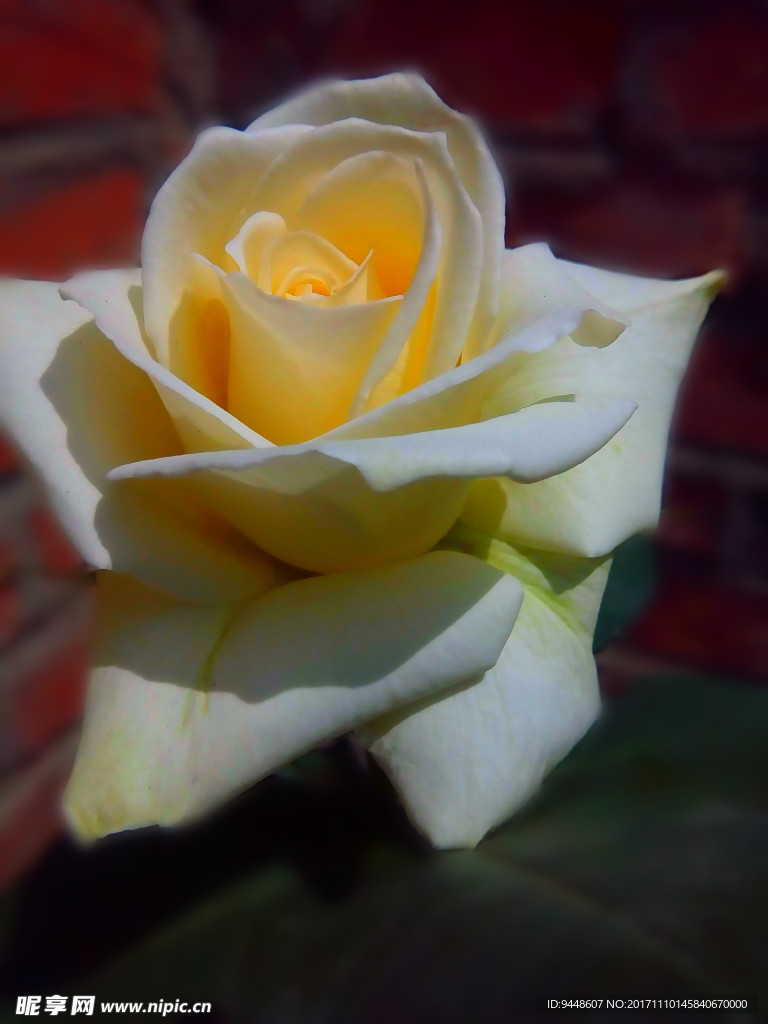 月季花