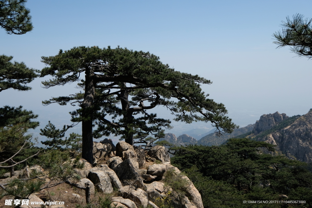 春游泰山图 松树 古松