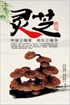 灵芝