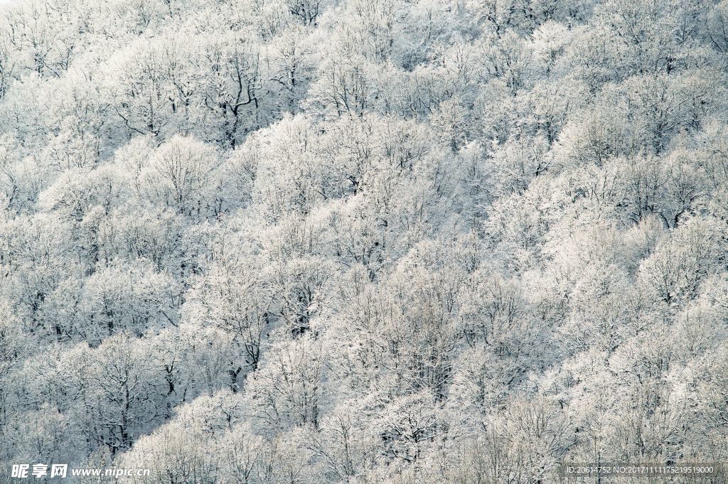 大雪覆盖的森林