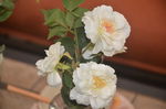 山茶花
