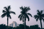 椰子树