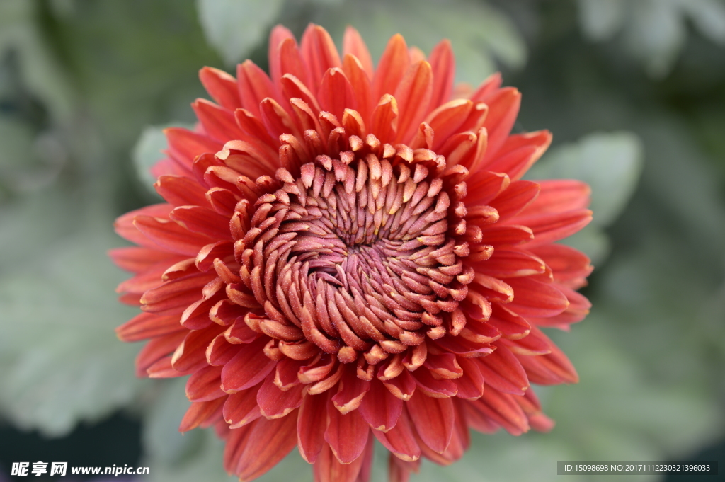 菊花