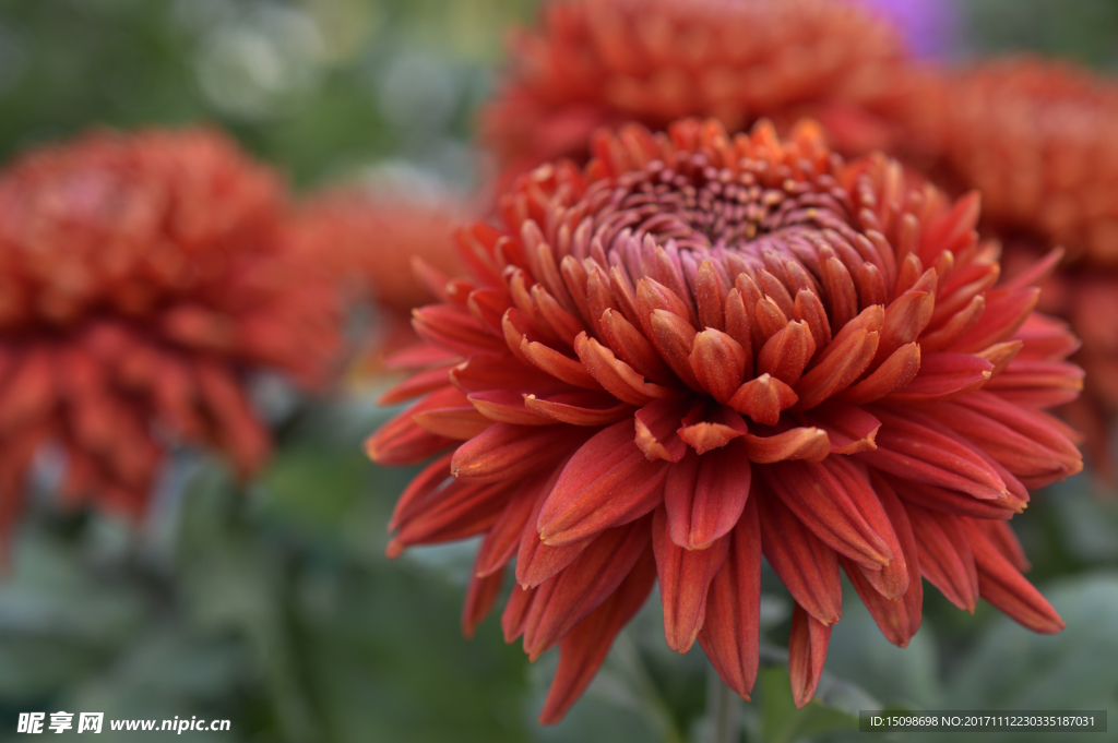 菊花