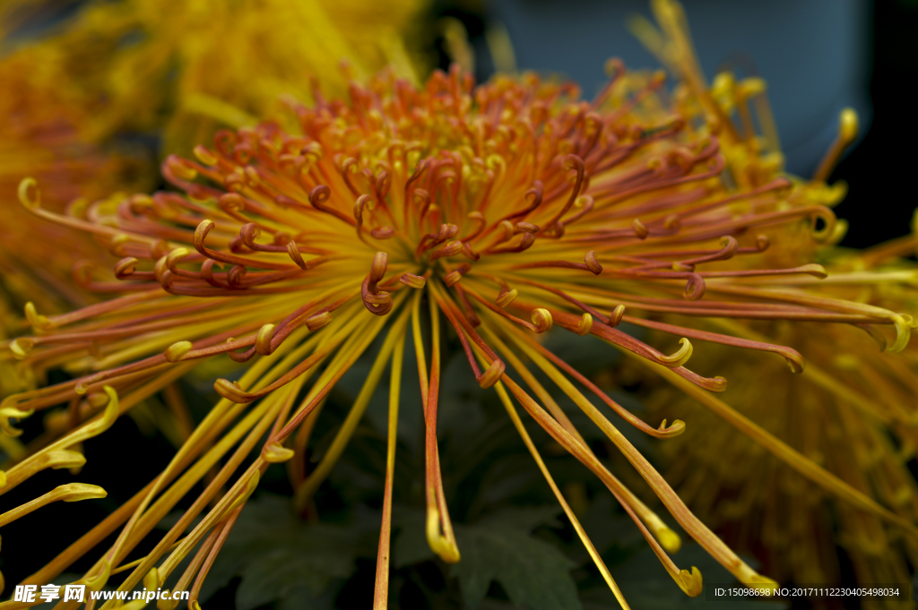 菊花