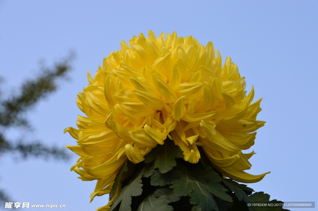菊花