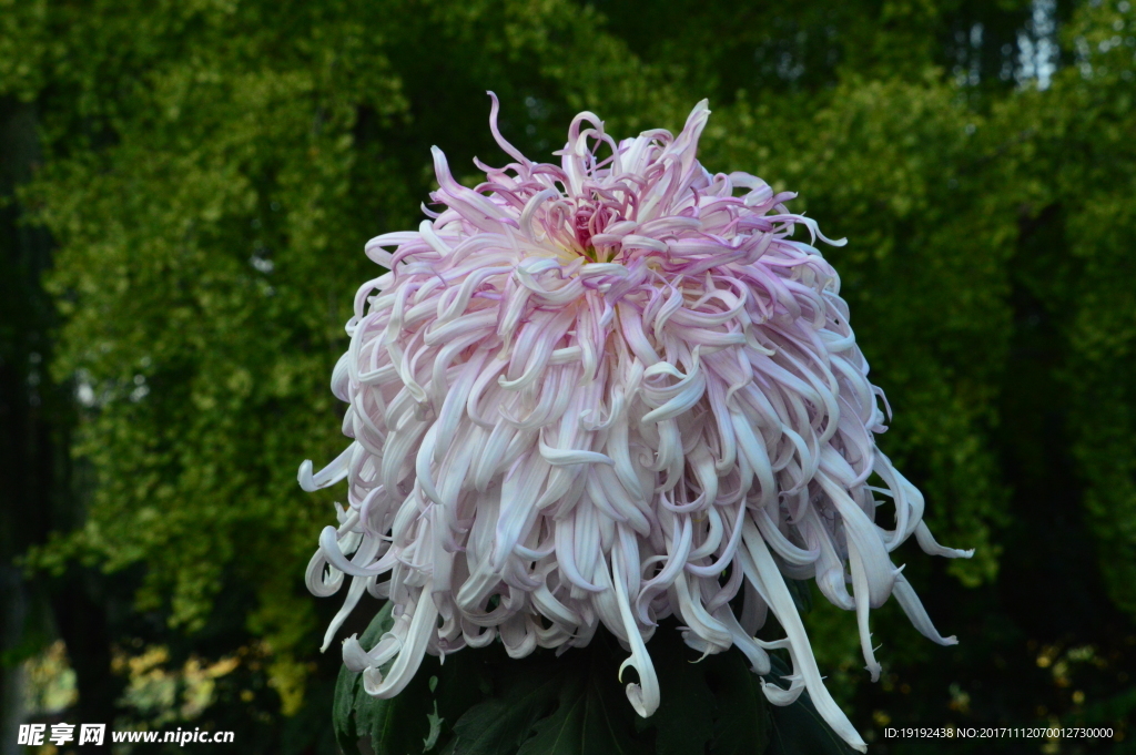 菊花
