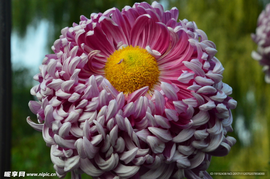 菊花