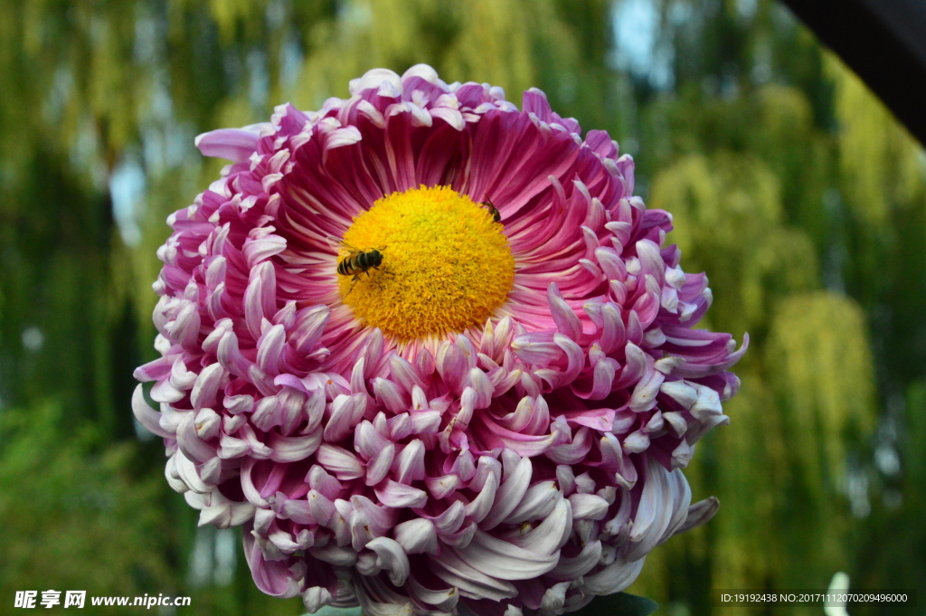 菊花