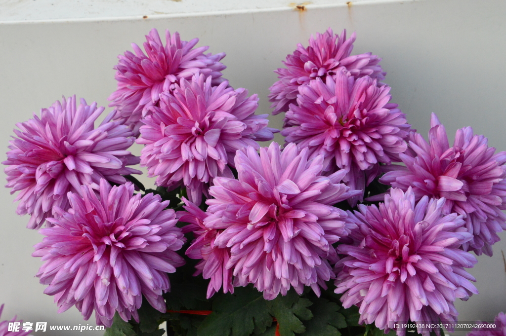 菊花