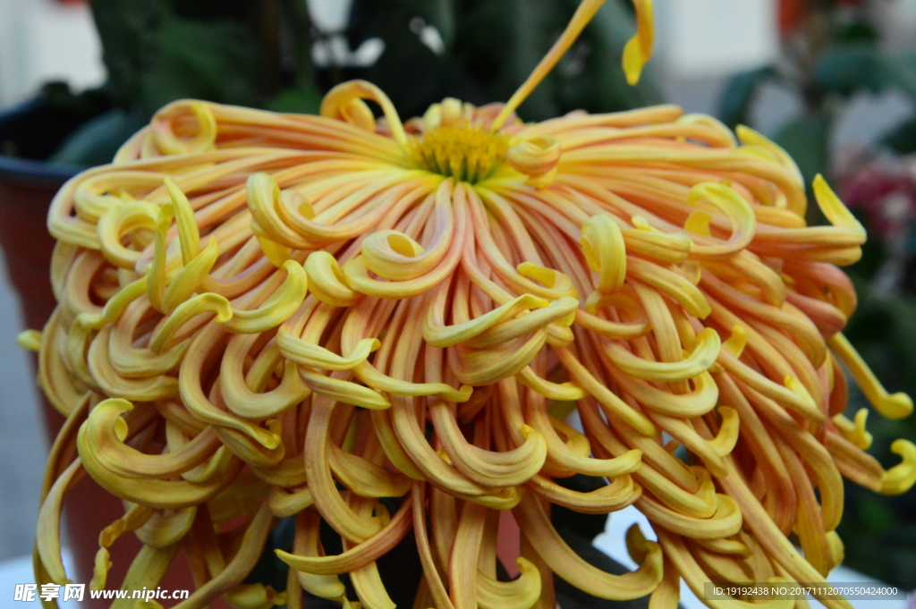 菊花