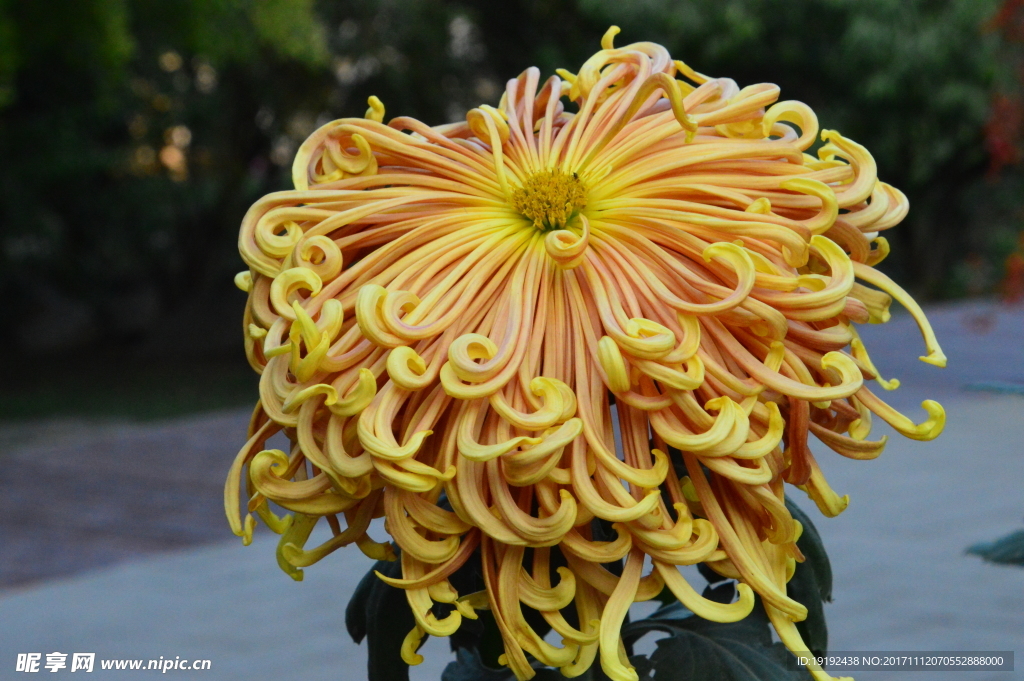 菊花