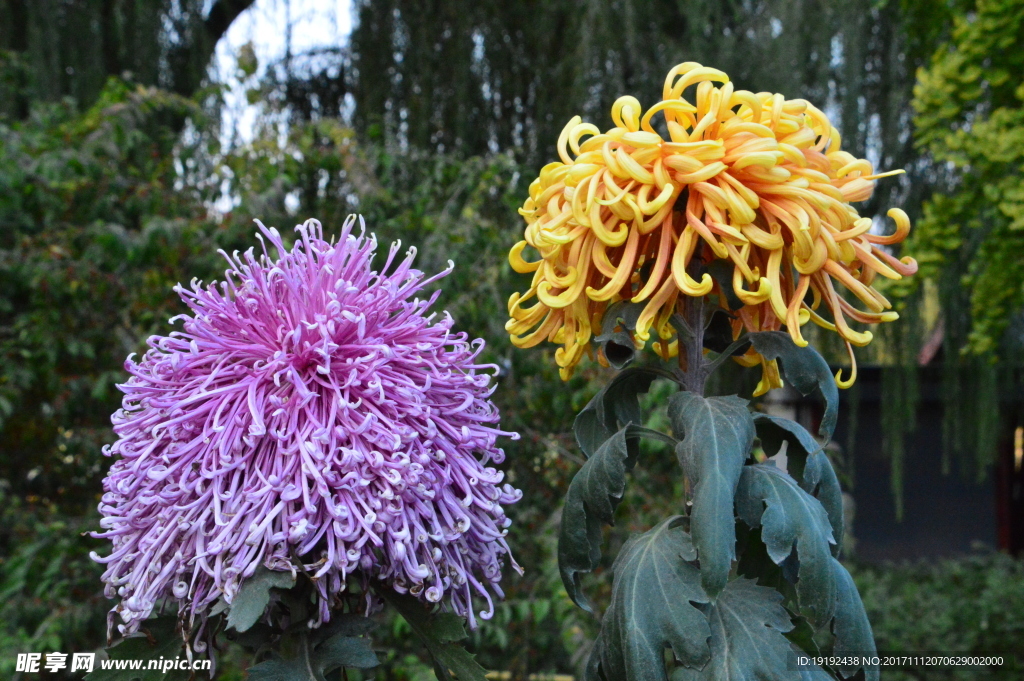 菊花