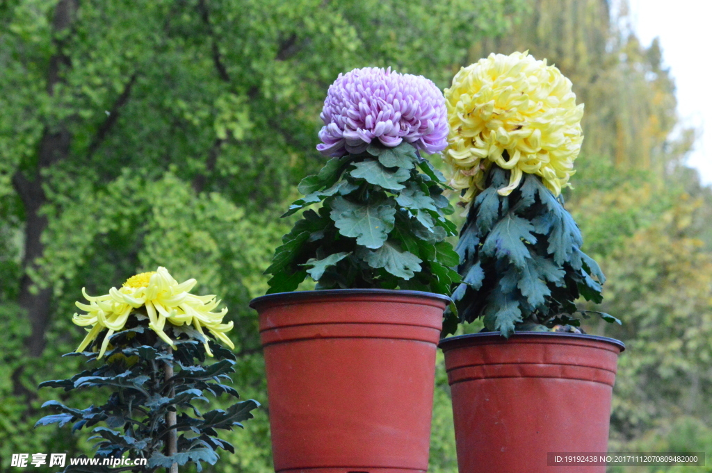 菊花