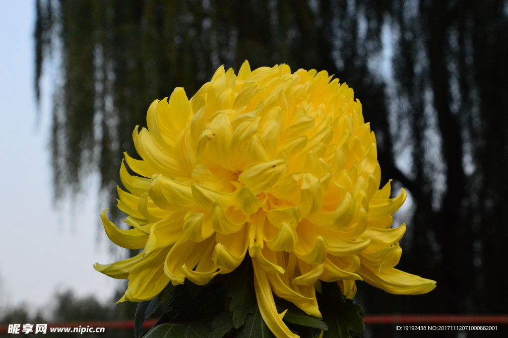 菊花