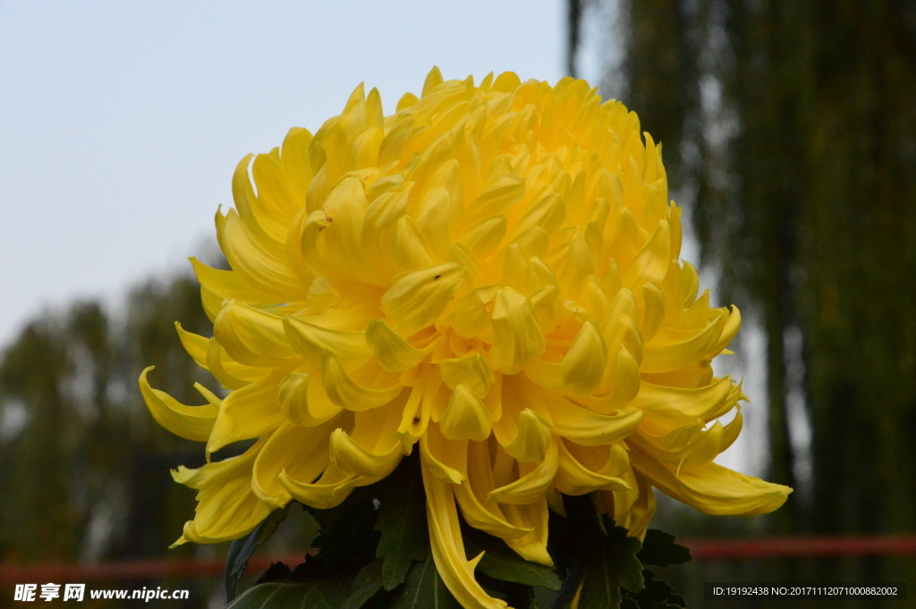 菊花