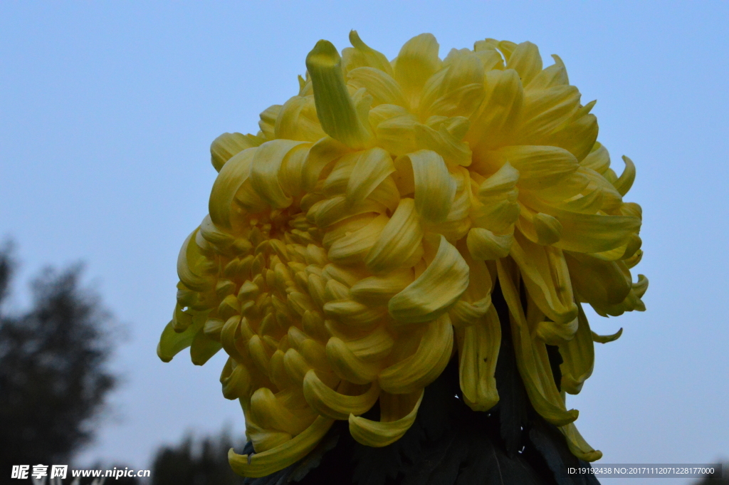菊花
