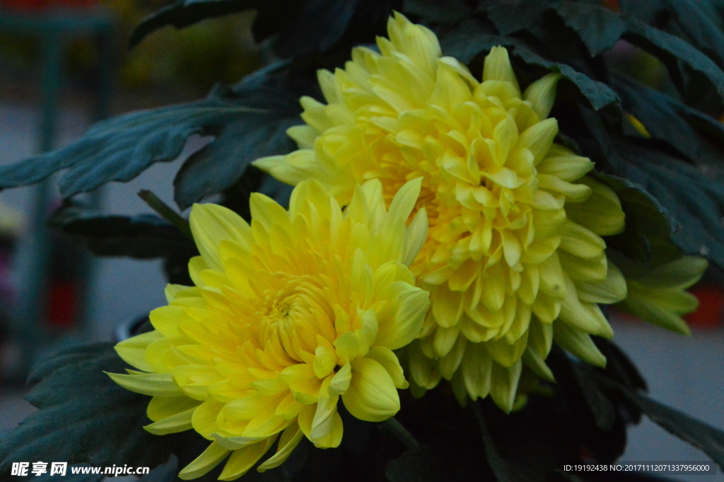 菊花