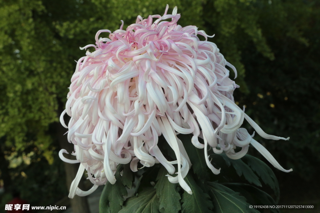 菊花