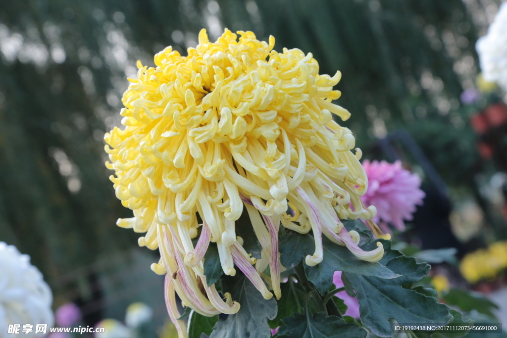 菊花