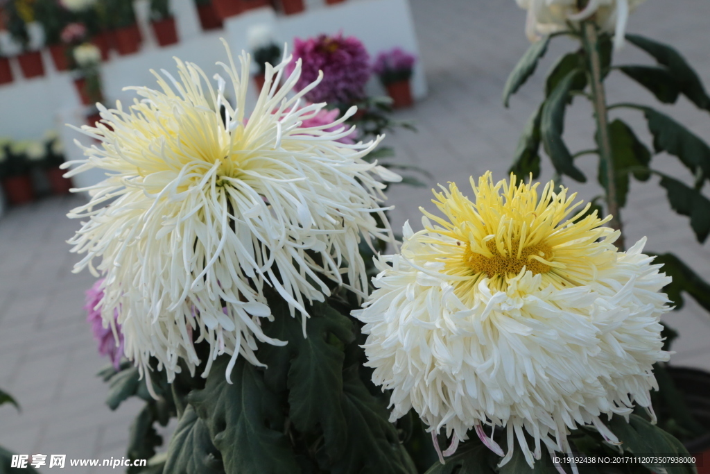 菊花