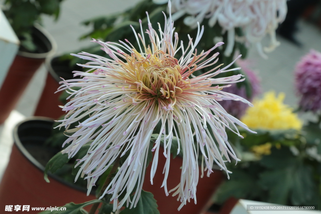 菊花