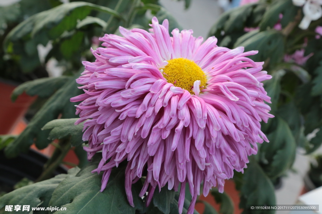 菊花